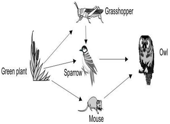 CBSE Class 6 Science Nutrition In Plants Worksheet