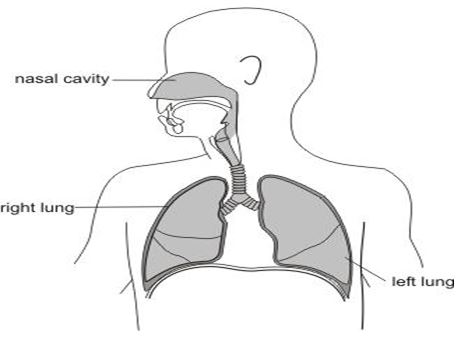 ""CBSE-Class-6-Science-The-Living-Organisms-and-Their-Surroundings-MCQs-6