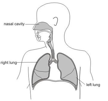 ""CBSE-Class-6-Science-The-Living-Organisms-and-Their-Surroundings-MCQs-7