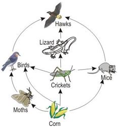 ""CBSE-Class-7-Science-Nutrition-in-Animals-Assignment-1