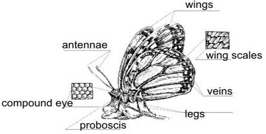 ""CBSE-Class-7-Science-Nutrition-in-Animals-Assignment-3