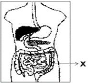 ""CBSE-Class-7-Science-Nutrition-in-Animals-Assignment