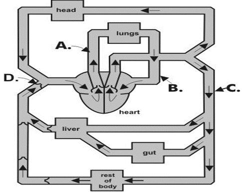 ""CBSE-Class-7-Science-Respiration-in-Organisms-Assignment-10