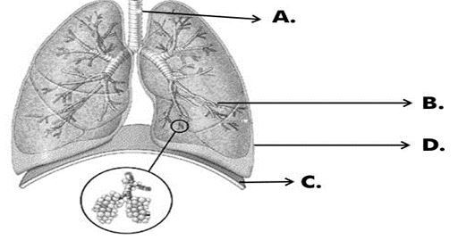 ""CBSE-Class-7-Science-Respiration-in-Organisms-Assignment-3