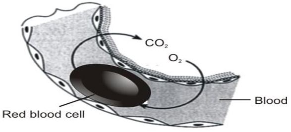 ""CBSE-Class-7-Science-Respiration-in-Organisms-Assignment-6