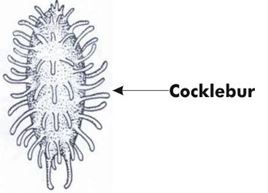 ""CBSE-Class-7-Science-Transportation-in-Animals-and-Plants-MCQs-5