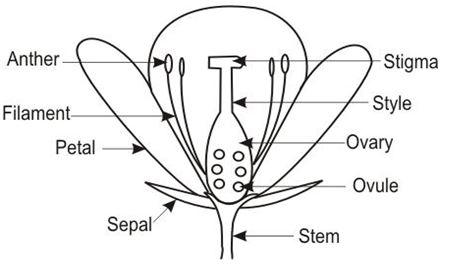 ""CBSE-Class-7-Science-Transportation-in-Animals-and-Plants-MCQs-6