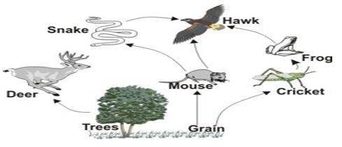 ""CBSE-Class-7-Science-Water-A-Precious-Resource-MCQs-11