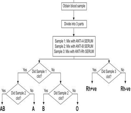 ""CBSE-Class-8-Science-Cell-Structure-and-Functions-Worksheet-Set-A-4