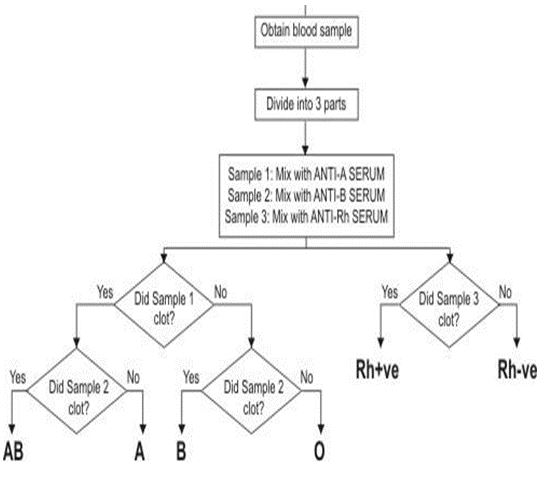 ""CBSE-Class-8-Science-Cell-Structure-and-Functions-Worksheet-Set-A-5