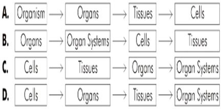 ""CBSE-Class-8-Science-Cell-Structure-and-Functions-Worksheet-Set-B