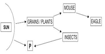 ""CBSE-Class-8-Science-Conservation-Of-Plants-And-Animals-Assignment-8