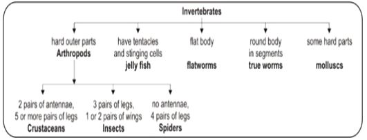 ""CBSE-Class-8-Science-Conservation-Of-Plants-And-Animals-Assignment