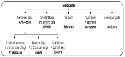 ""CBSE-Class-8-Science-Conservation-Of-Plants-And-Animals-Worksheet-2