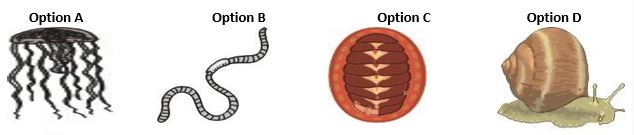 ""CBSE-Class-8-Science-Conservation-Of-Plants-And-Animals-Worksheet-3