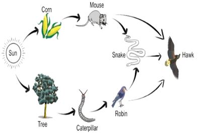 ""CBSE-Class-8-Science-Conservation-Of-Plants-And-Animals-Worksheet-4