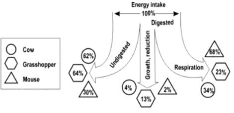 ""CBSE-Class-8-Science-Conservation-Of-Plants-And-Animals-Worksheet-6