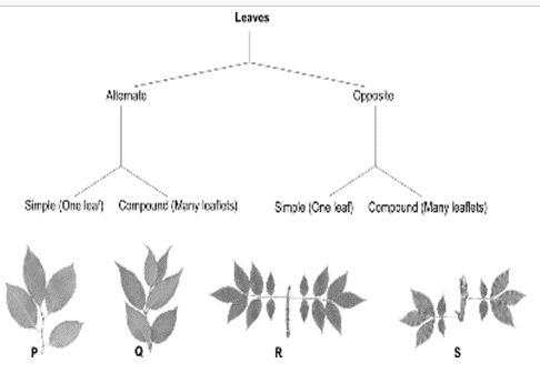 ""CBSE-Class-8-Science-Conservation-Of-Plants-And-Animals-Worksheet-8