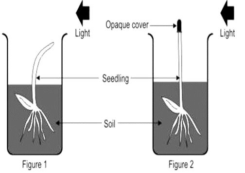 ""CBSE-Class-8-Science-Microorganisms-Friend-and-Foe-Worksheet-Set-B-5