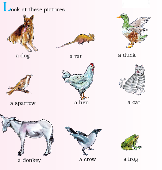 NCERT Class 1 English Raindrops Animals and Birds