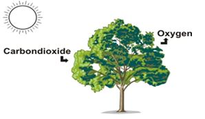 ""NCERT-Solutions-Class-4-Environmental-Studies-Chapter-19-Abdul-In-The-Garden-3