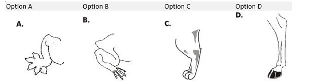 ""NCERT-Solutions-Class-4-Environmental-Studies-Chapter-3-A-Day-With-Nandu-2