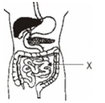 ""NCERT-Solutions-Class-5-Environmental-Studies-Chapter-2-A-snake-Charmers-story-4