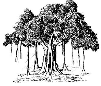 ""NCERT-Solutions-Class-5-Environmental-Studies-Chapter-20-Whose-forests-1