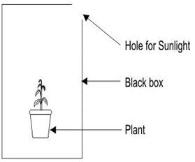 ""NCERT-Solutions-Class-5-Environmental-Studies-Chapter-5-Seeds-and-Seeds-1