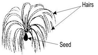 ""NCERT-Solutions-Class-5-Environmental-Studies-Chapter-5-Seeds-and-Seeds-3