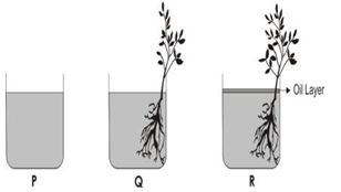 ""NCERT-Solutions-Class-5-Environmental-Studies-Chapter-7-Experiments-with-water-5