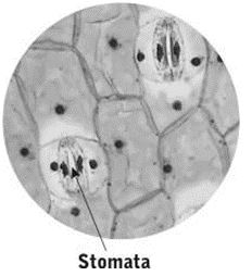 ""NCERT-Solutions-Class-5-Environmental-Studies-Chapter-8-A-treat-for-mosquitoes-2