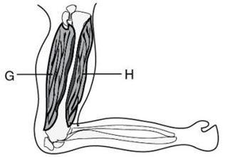 ""NCERT-Solutions-Class-6-Science-Chapter-8-Body-Movements-2