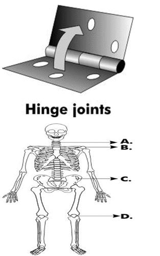 ""NCERT-Solutions-Class-6-Science-Chapter-8-Body-Movements-4