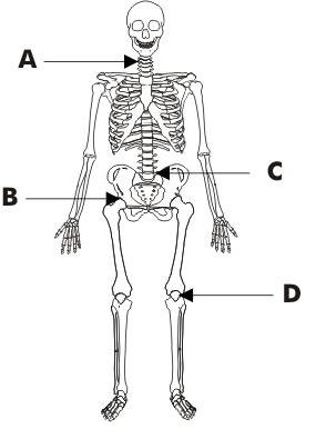 ""NCERT-Solutions-Class-6-Science-Chapter-8-Body-Movements