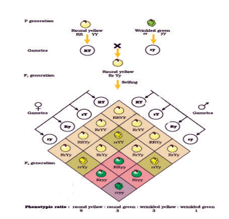 cbse_class_12_biology_PRINCPLE_3