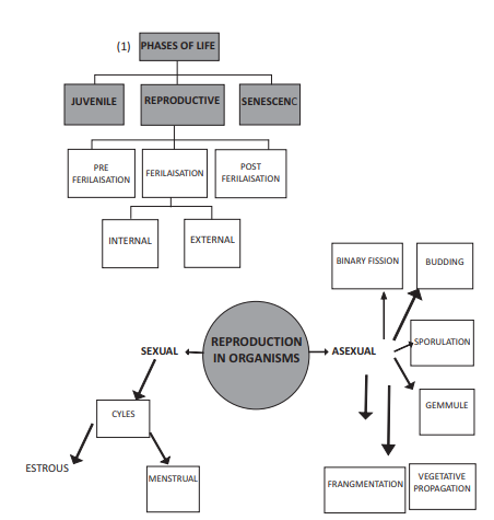 cbse_class_12_biology_REPRODUCTION_11