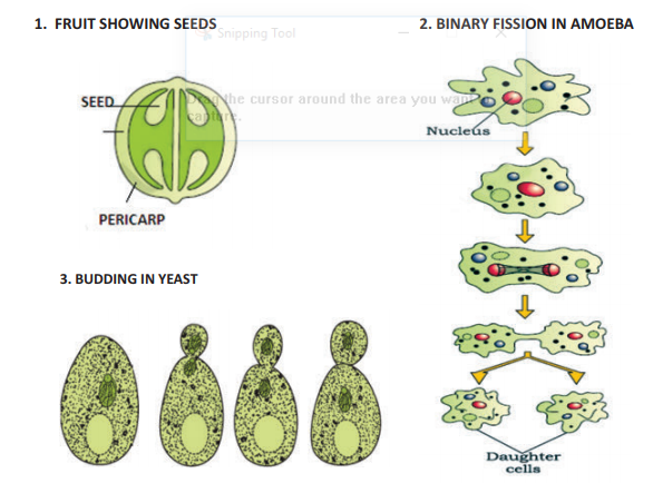 cbse_class_12_biology_REPRODUCTION_5.