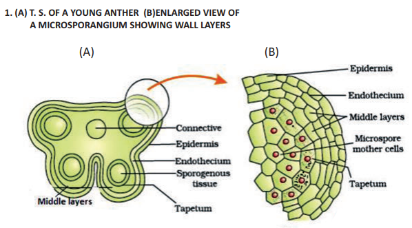 cbse_class_12_biology_REPRODUCTION_9