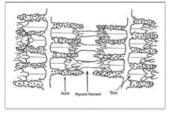 NCERT Class 11 Biology Locomotion and Movement Important Notes1