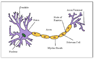 NCERT Class 11 Biology Nervous Control and Coordination Important Notes