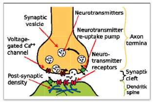 NCERT Class 11 Biology Nervous Control and Coordination Important Notes1