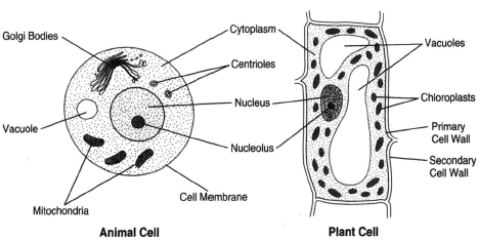 Ncert Solutions Class 8 Science Cell Structure And Functions